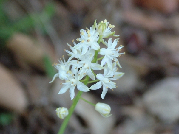 Prospero autumnale / Scilla autunnale
